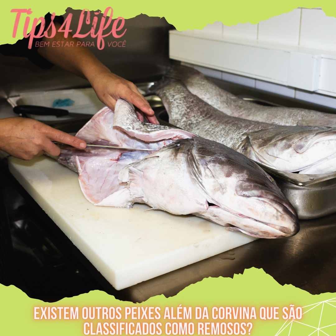 Confira se o peixe corvina é remoso ou não Tips4Life