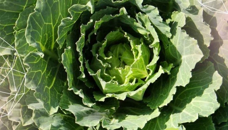 A couve engorda ou não? Confira como consumir de forma saudável!