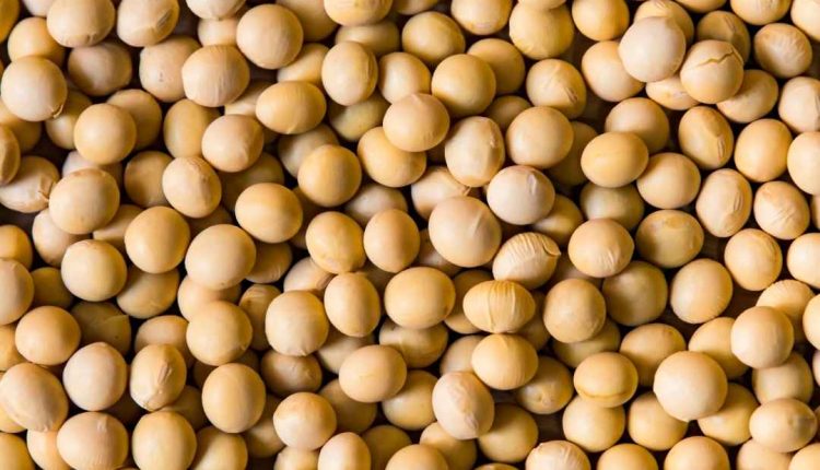 A proteína de soja engorda