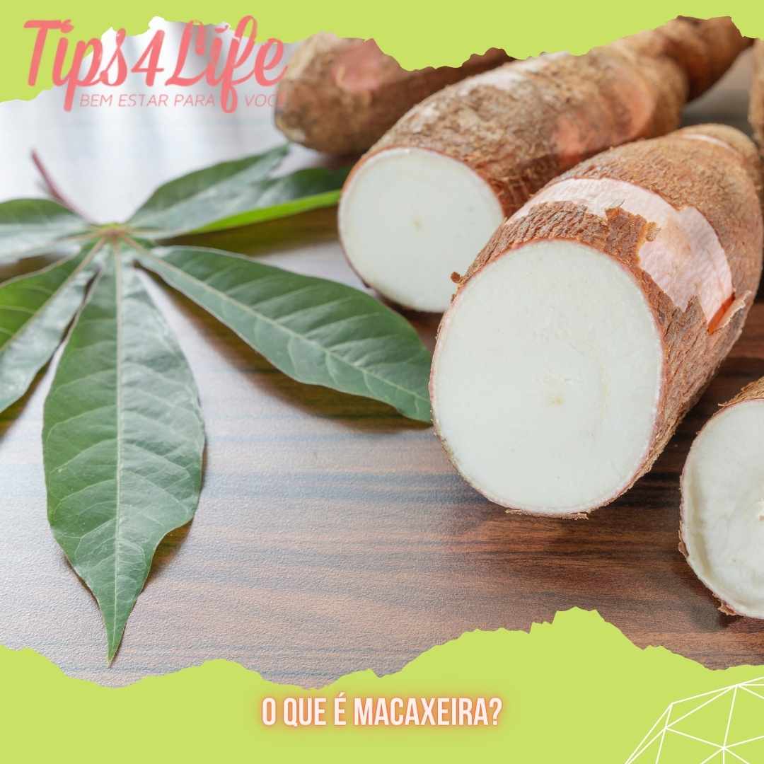 O que é macaxeira O que é macaxeira