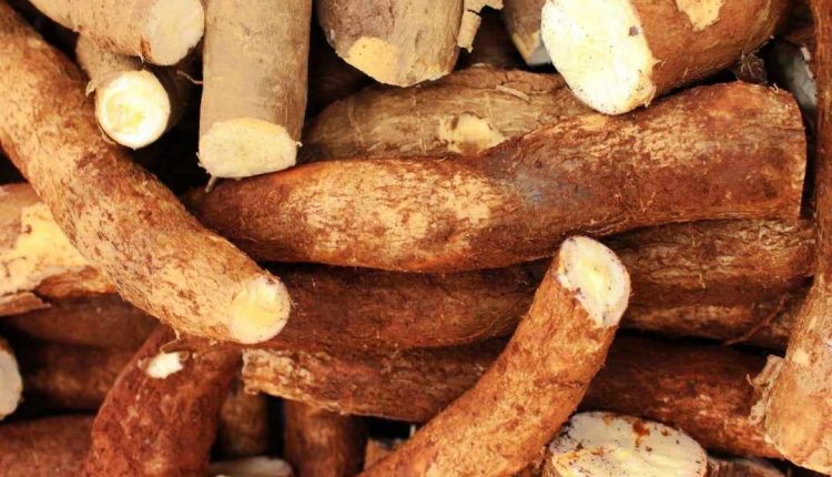 Saiba se a macaxeira é remoso!