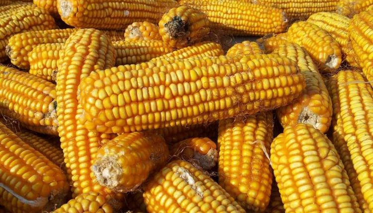 Veja se o milho é remoso e qual a sua utilidade