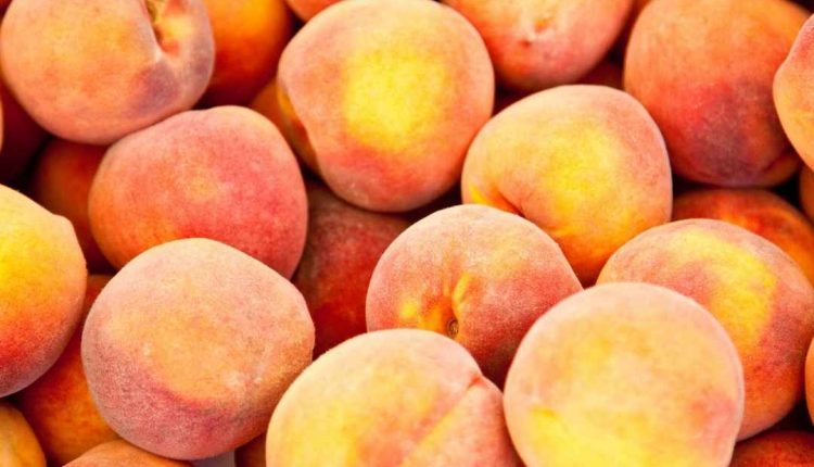 Pupunha é remoso Saiba se é ou não!