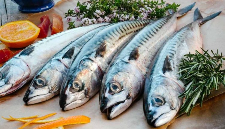 Saiba se o peixe cavalinha é remoso e de onde ele vem