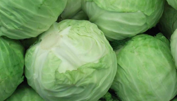 Saiba se o repolho é remoso e se ele é bom para sua saúde